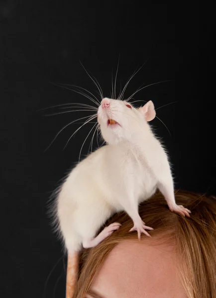 Rat curieux — Photo
