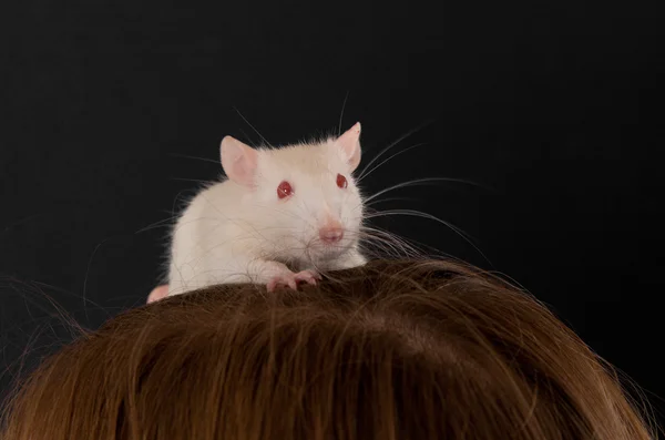 Ratte im Haar — Stockfoto
