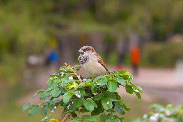在公园树丛上的麻雀 — Φωτογραφία Αρχείου