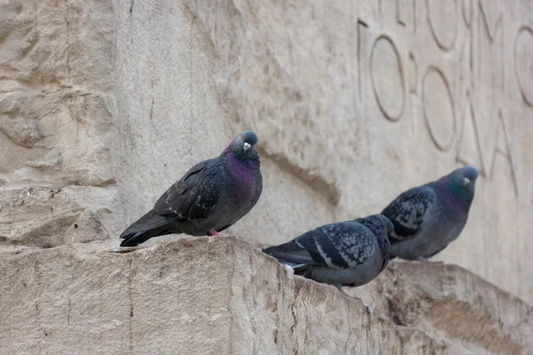 stock image Pigeons on a monument