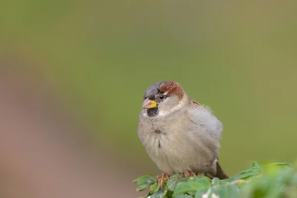 Sparrow on a branch — Stock Photo, Image