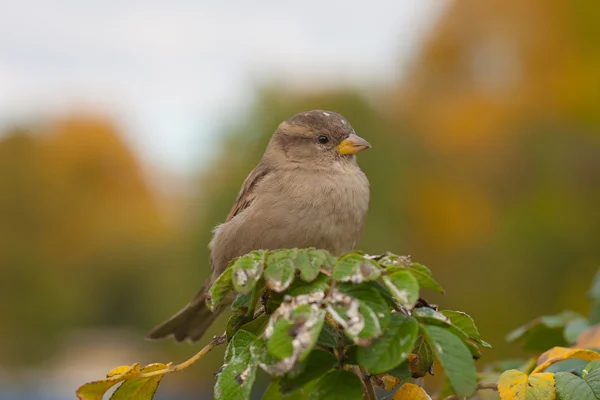 Sparrow in de herfst — Stockfoto