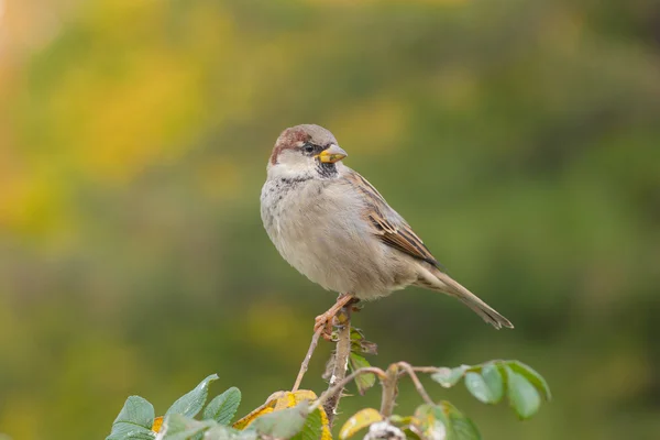 Sparrow mot bladverk — Stockfoto