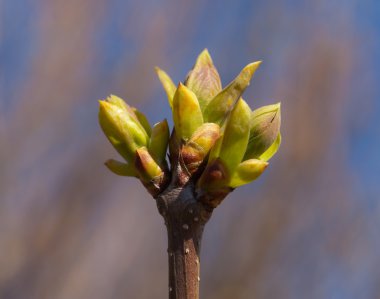 Spring buds clipart