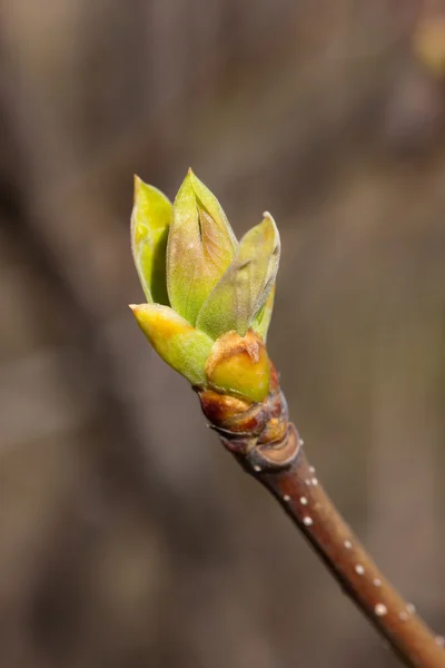 Green buds — Stock Photo, Image