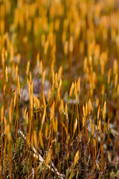 Brightly shined moss — Stock Photo, Image
