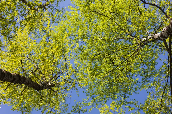 Bahar bitki örtüsü — Stok fotoğraf