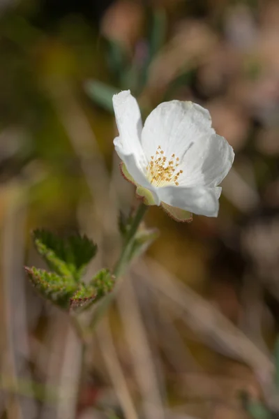 Fiore di Cloudberry su una palude — Foto Stock