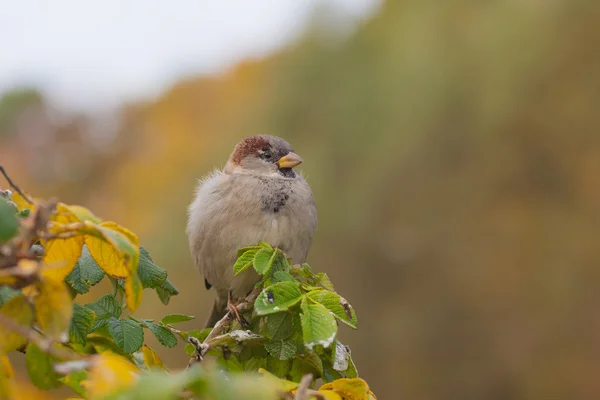 Sparrow na keři — Stock fotografie