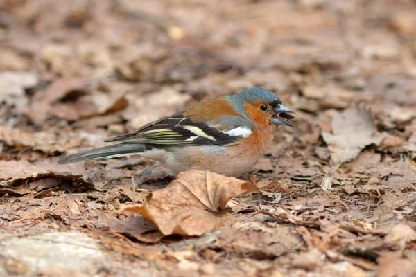 Meal for the chaffinch — Stock Photo, Image