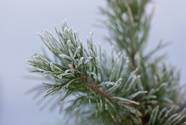 pijnboomtakken in rijm