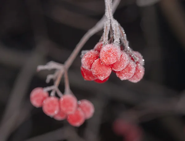 Raureif auf roten Beeren — Stockfoto