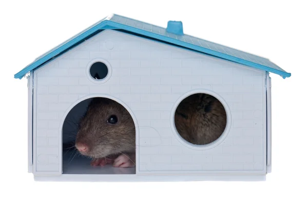 国内在小房子里的老鼠 — 图库照片