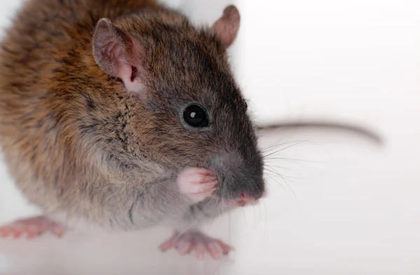 Rat domestique gros plan — Photo