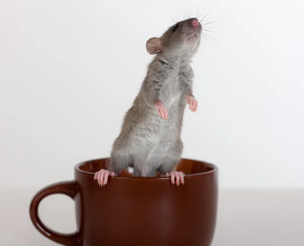 Rat on a cup — Stock Photo, Image