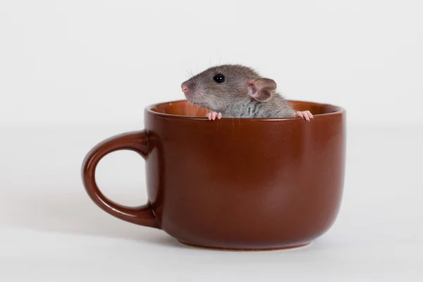 Small domestic rat — Stock Photo, Image