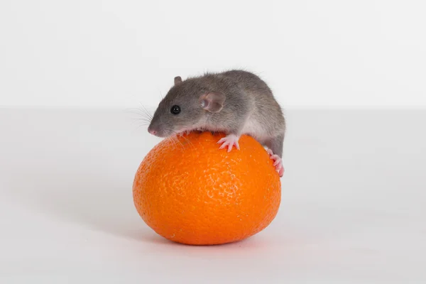 Rata sobre una mandarina —  Fotos de Stock
