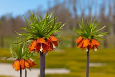 Three flowers in the spring clipart