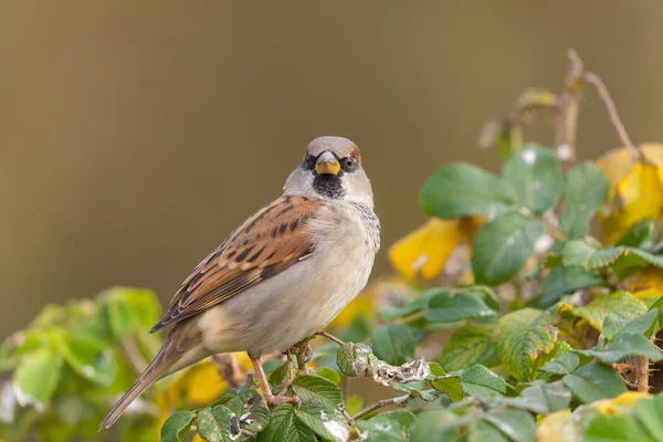 Sparrow na keři — Stock fotografie