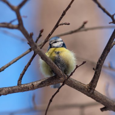 bluetit portresi