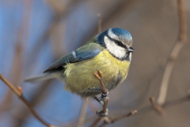 Bluetit kapat