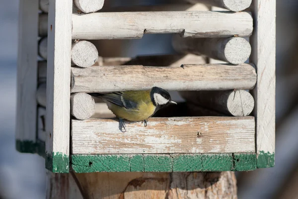 Titmouse in a wooden feeding — Stock Photo, Image