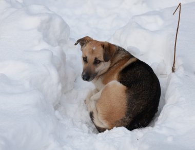 hüzünlü gözleri ile köpek