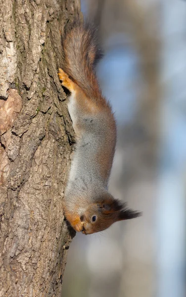 Das Eichhörnchen kopfüber — Stockfoto