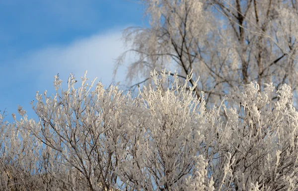 Буши и деревья под снегом — стоковое фото