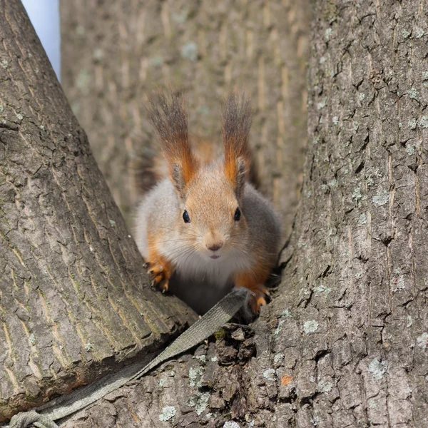 Ciekawa wiewiórka — Zdjęcie stockowe