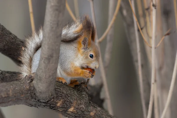 O esquilo em um galho de árvore — Fotografia de Stock