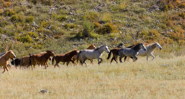 Mandrie di cavalli in movimento — Foto Stock