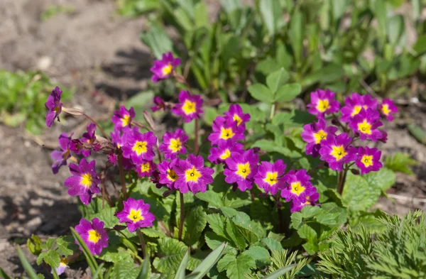 stock image Violet flowers