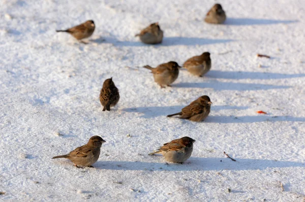 雀の群れ — ストック写真
