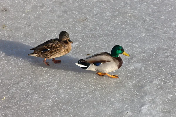 Дві качки на весняному льоду — стокове фото