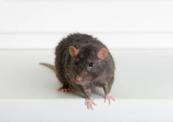 Rat domestique noir — Photo