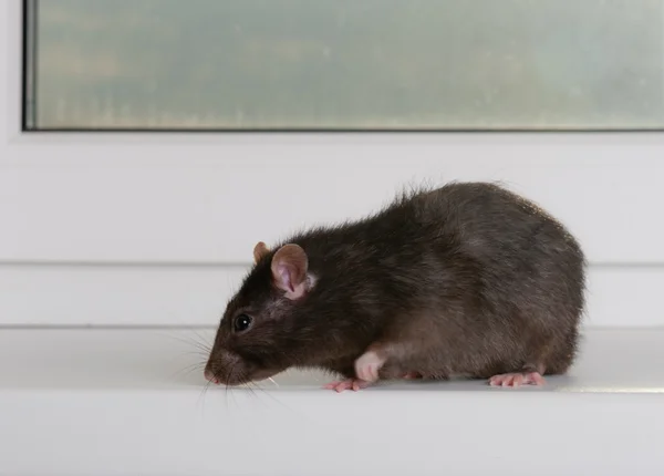 Inhemska råtta — Stockfoto