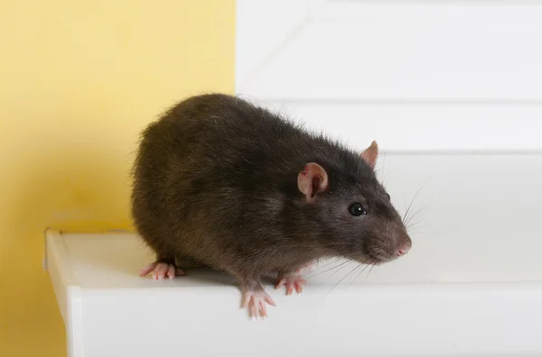 Rato preto — Fotografia de Stock
