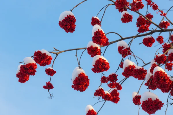 雪下的浆果 — 图库照片