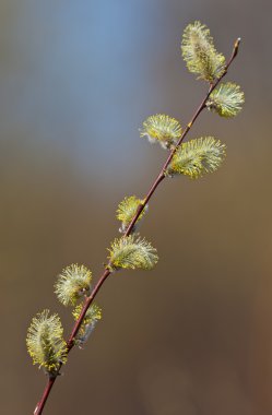 Baharda willow