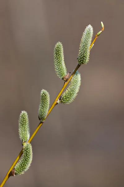 stock image Green catkins