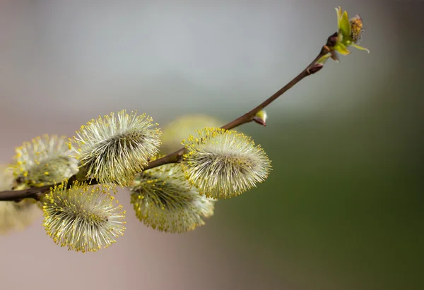 柳の枝 — ストック写真