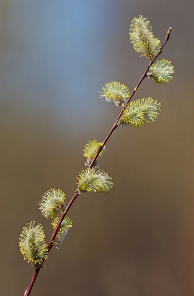 봄에 버드 나무 — 스톡 사진