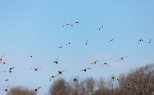 Flock of ducks — Stock Photo, Image