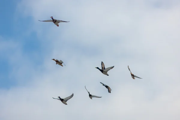 Flock of ducks — Stock Photo, Image