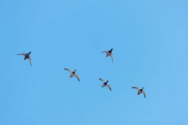 Flock of ducks in flight — Stock Photo, Image