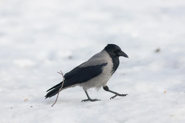 Corbeau en hiver — Photo