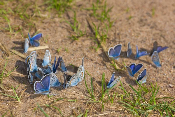 Стая голубых бабочек — стоковое фото