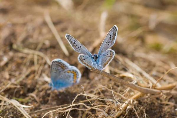 Zwei kleine blaue Schmetterlinge — Stockfoto