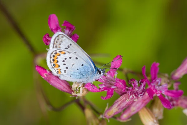 Néctar de una flor — Foto de Stock